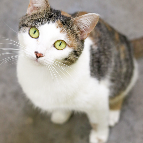 Gray and white tabby with stunning green eyes