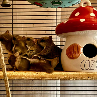 Flying squirrels are nocturnal and while not often seen, are common around the Triangle