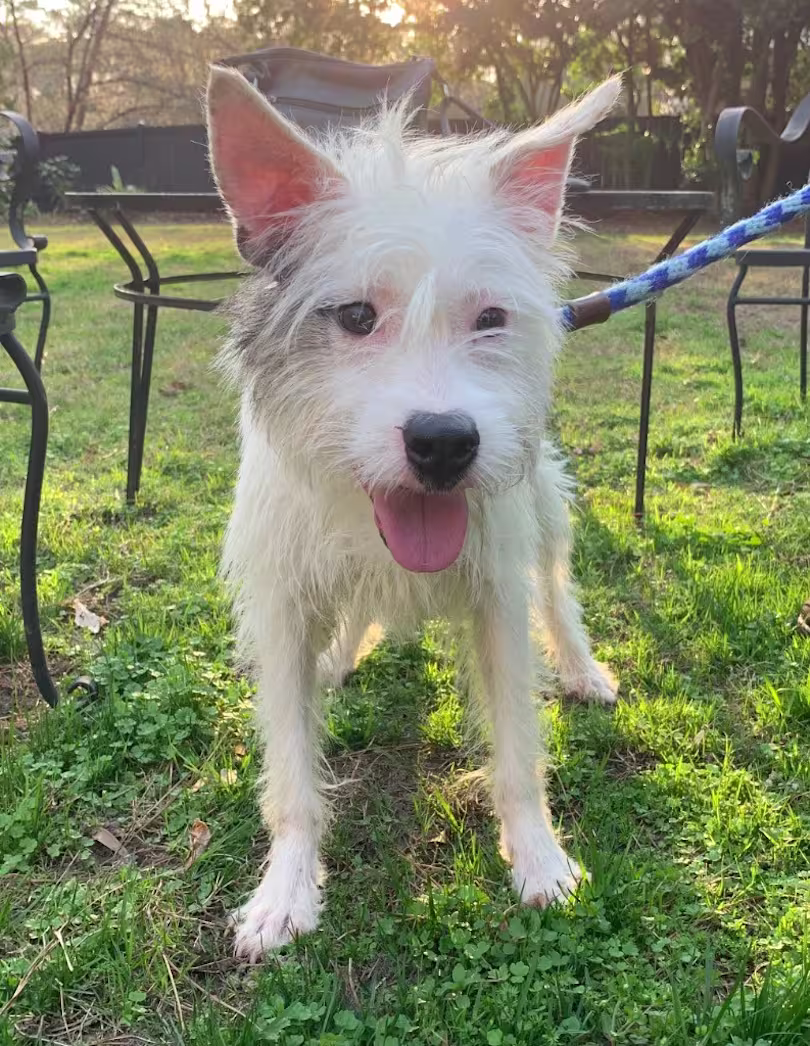 1 year old terrier