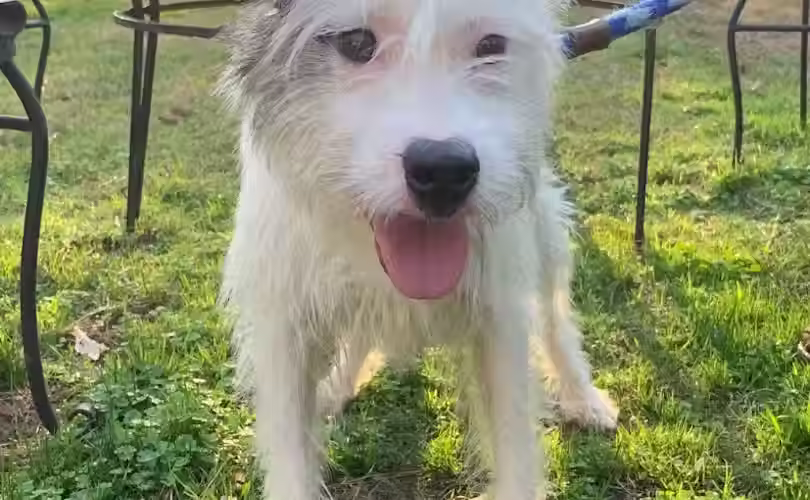 1 year old terrier