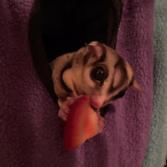 What looks like a cute little sugar glider snacking on a piece of strawberry