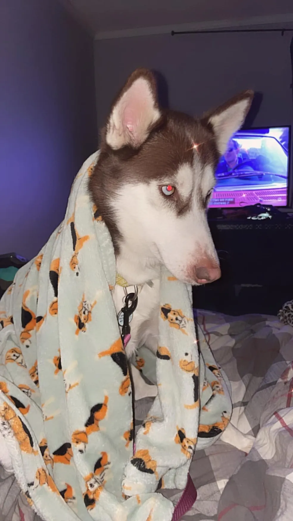 Adoptable Husky Koopa Troopa with a blanket around her shoulders