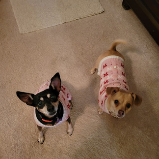 Two Chihuahua mixes after their nail trimming