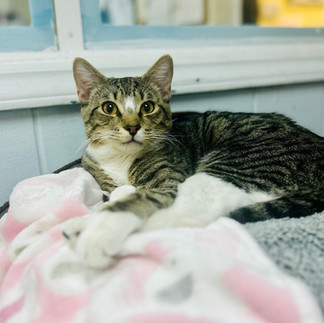 Grey and black tabby cat chilling with a blanket