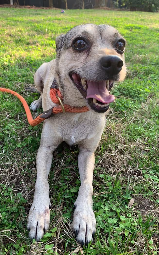 11 year old mixed chihuahua