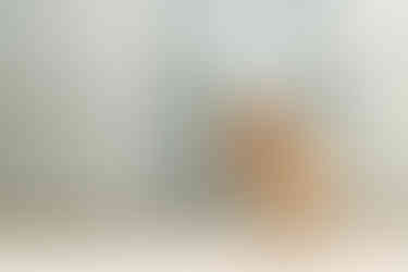 Portrait of a dog with long fluffy ears