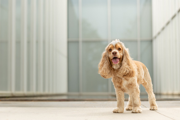 Portrait of a dog with long fluffy ears
