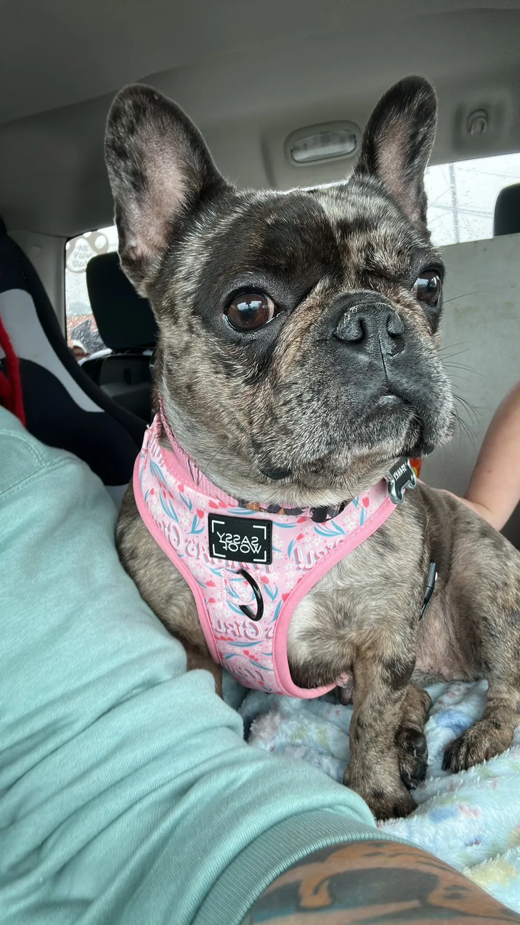Frenchie wearing a cute pink harness on a car ride