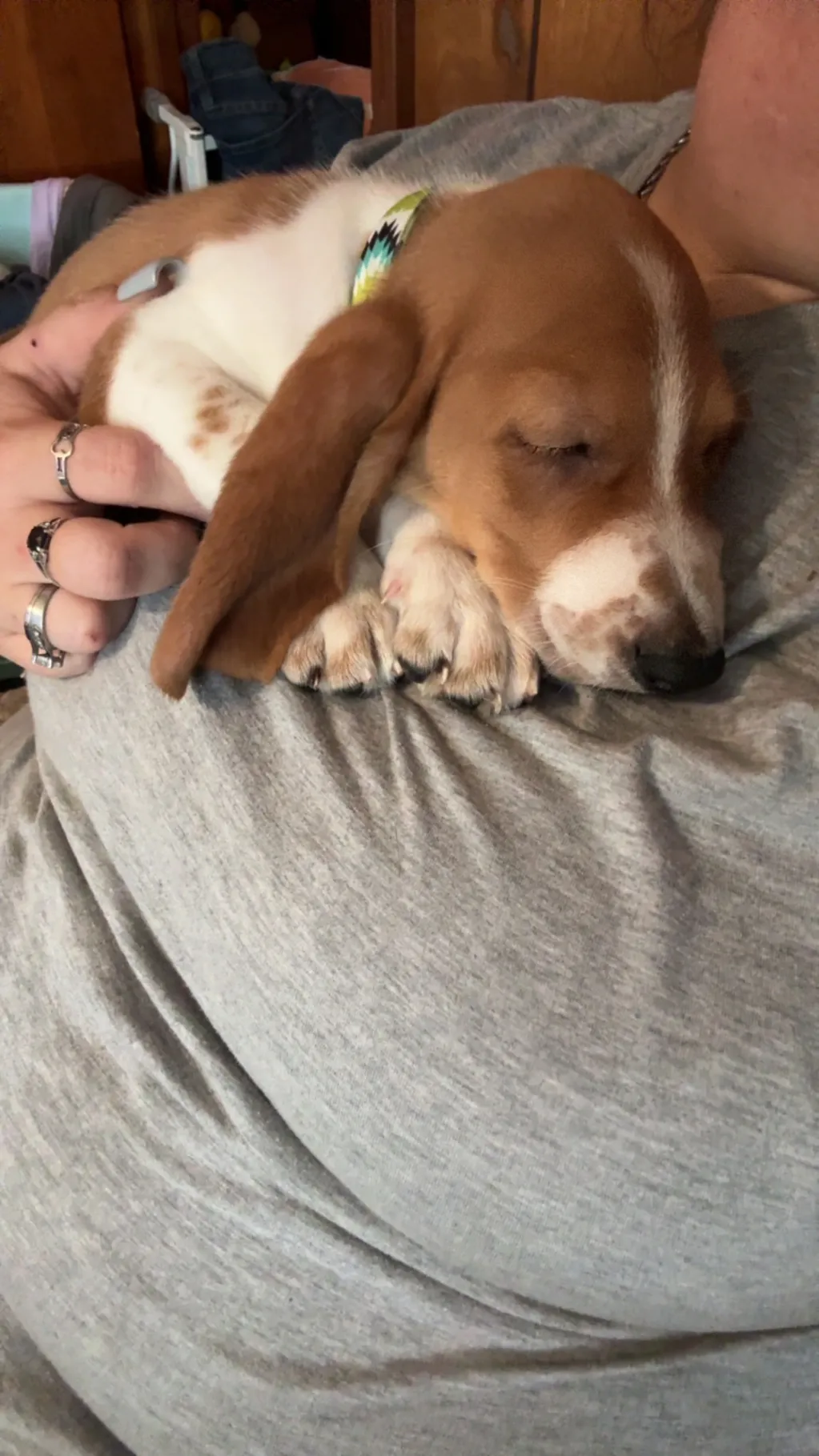 Sleeping hound puppy