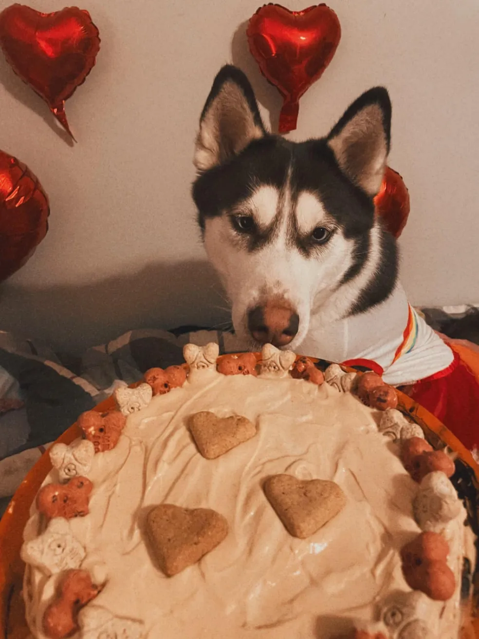 Husky Koopa Troopa getting a big valentine's themed cake