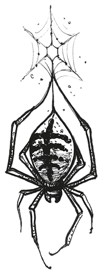 aranha (2).png