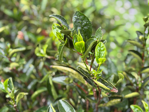 013三峡碧螺春緑茶｜Sanshia Biluochun Green Tea | 鄉菜ShiangTsai