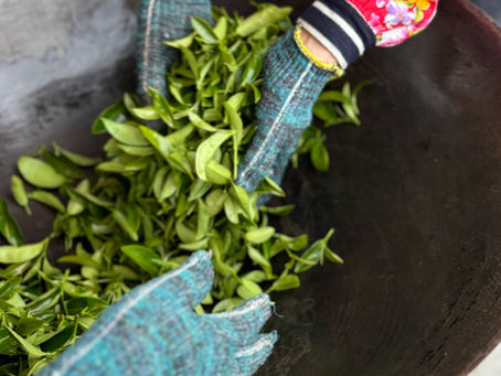 一日製茶師：製茶體驗