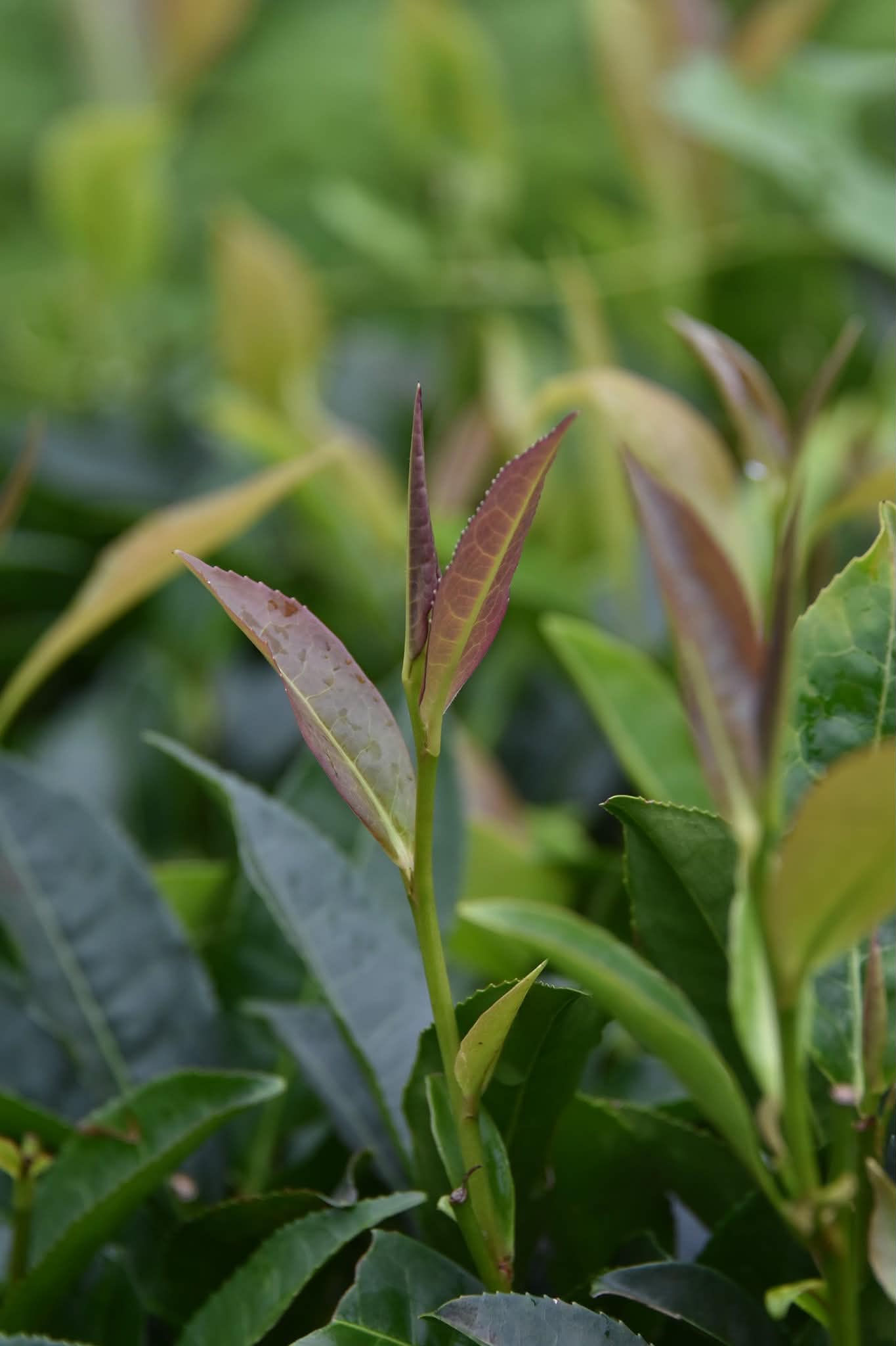 【莊記茶業】日月潭原生山茶紅茶