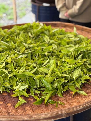 035祁韻紅茶｜TTES No.23 (Chiyun) Black Tea | 鄉菜ShiangTsai