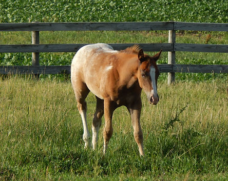Wish's filly 6-30 (3).JPG