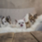 dog-2723106_1920.jpg