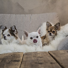 dog-2723106_1920.jpg