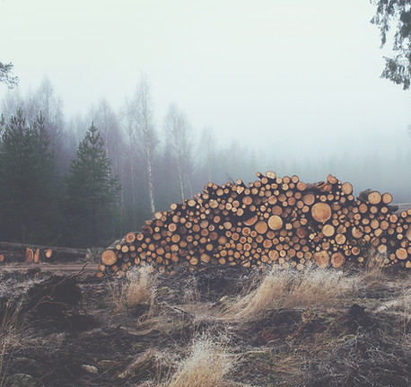 Stacked Wooden Logs