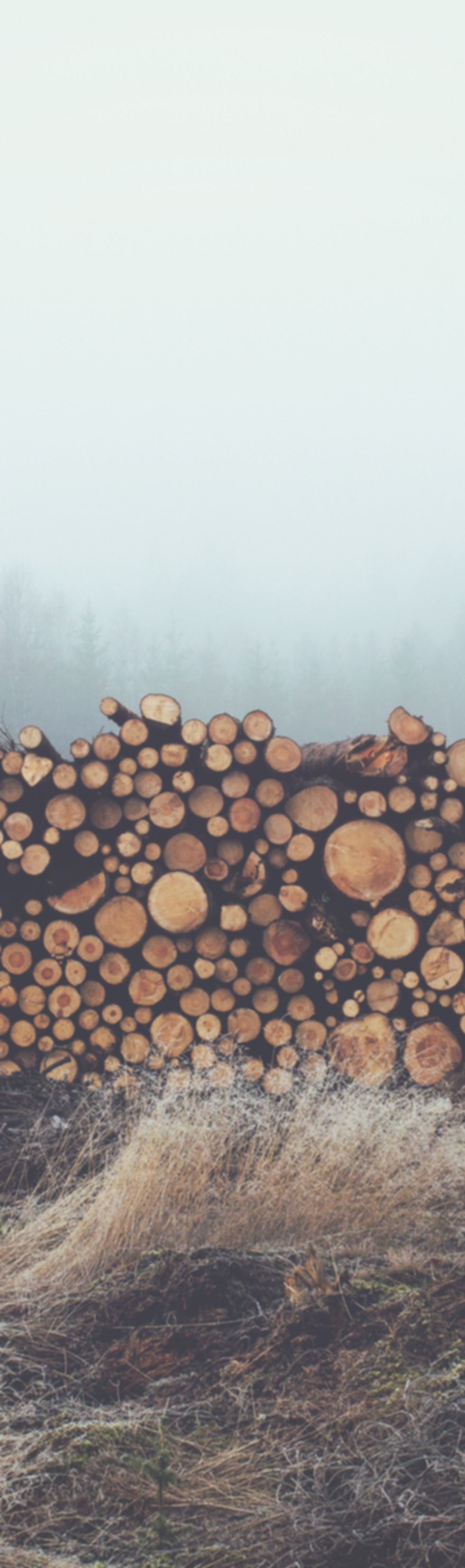 Stacked Wooden Logs