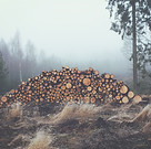 Stacked Wooden Logs