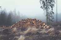 Registros de madera apilados