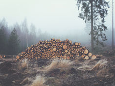 Stacked Wooden Logs