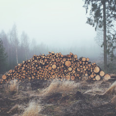 Stacked Wooden Logs