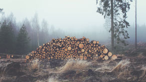 Coping with Eco-Anxiety