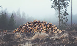 Stacked Wooden Logs