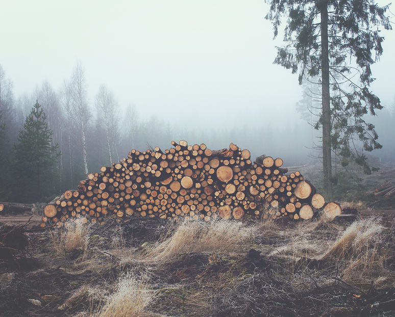 Stacked Wooden Logs