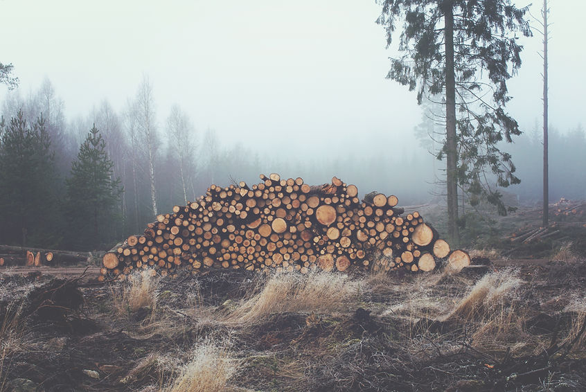 Stacked Timber Logs