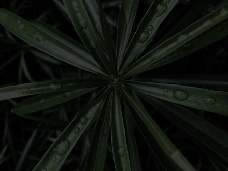 background decor-plant with dew-dark
