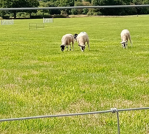 sheep dog trials 2025 (2).jpg