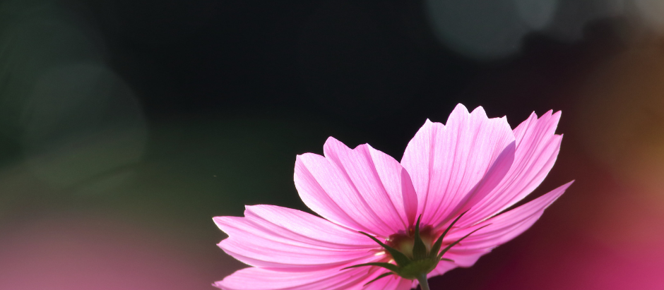Somatic Coping Skills For Anxiety