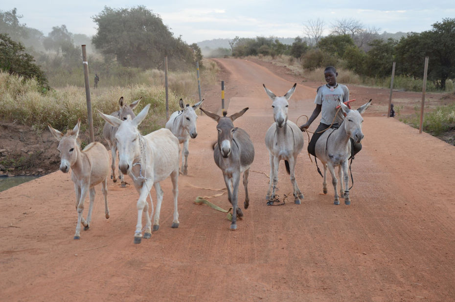 Mules and boy on red rd, Mali, 2013.jpg