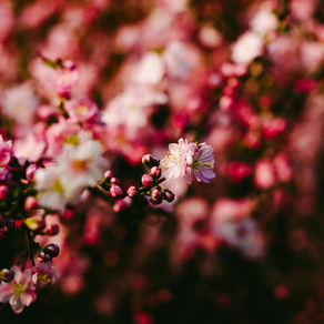 Spring Is a Season For Letting Go: Creating Space For What No Longer Fits