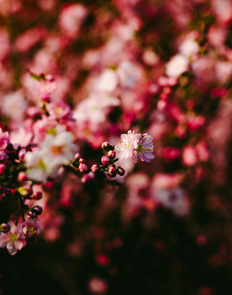 Spring Is a Season For Letting Go: Creating Space For What No Longer Fits