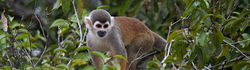 Monkey-2