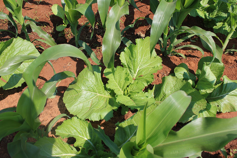 Mixed cropping.