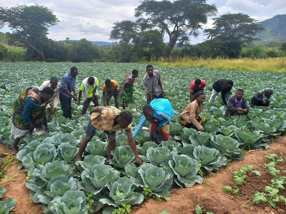 Manduweni Group members proudly stand in their thriving cabbage garden, showcasing the power of collective investment and teamwork through the SP-GEAR project.