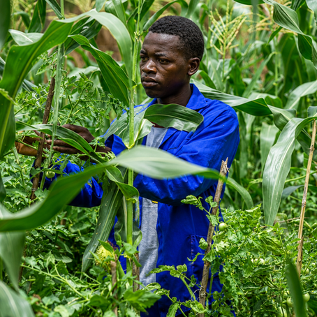 From Trainee to Community Trainer: How Hopeson Banda is Transforming Lives Through Sustainable Agriculture