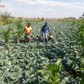 Seed Capital Support Transforms Eliza Namtali's Family Farming Enterprise