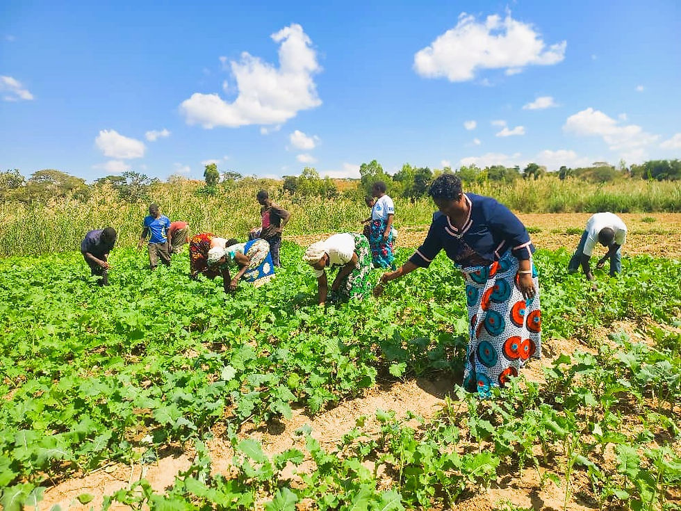 CRECCOM Executive Director Alinafe Ireen Chibwana joins the group in tending their vegetable garden during one of her field visits.