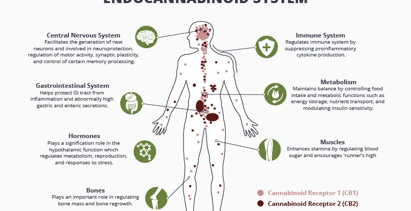 Cannabis 101: A Basic Understanding