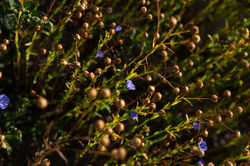 BarteeFam043