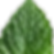 PeperMint_leaf-removebg-preview_edited_edited.png