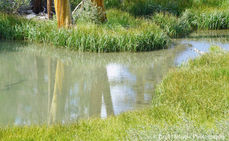 South Fork Big Pine Sierra Nevada