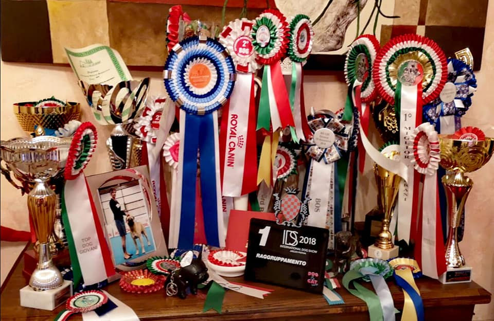 PAGINA WEB 11 VITTORIE