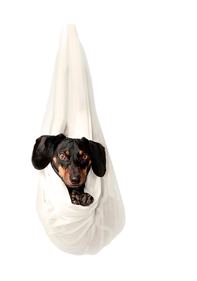 Dog And Cat Daycare Services Paws Vip Tukwila